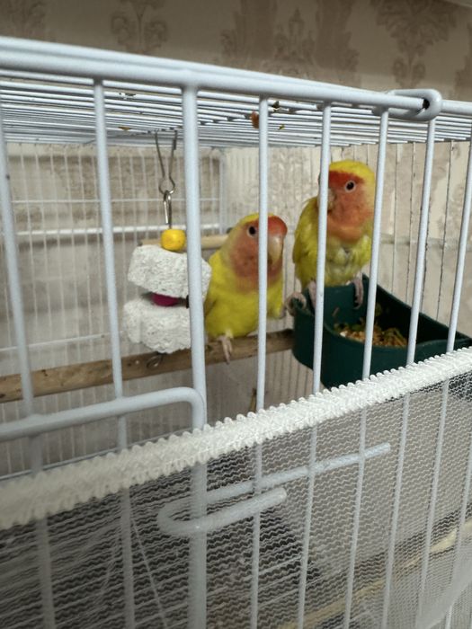 Продам попугаев мальчик и девочка