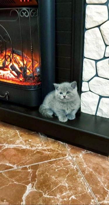 Девочки и мальчики в плюшевых шубках, 1.5 мес