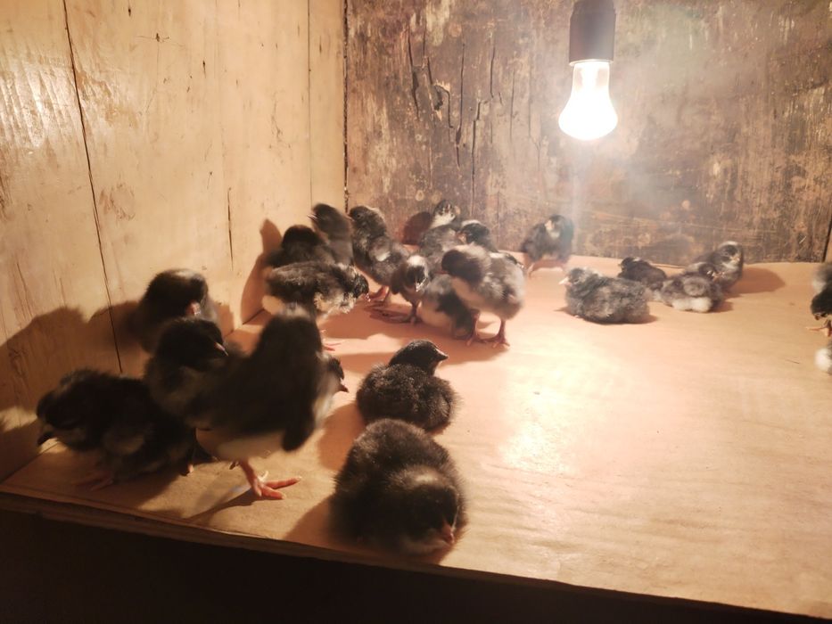 Отличные здоровые цыплята