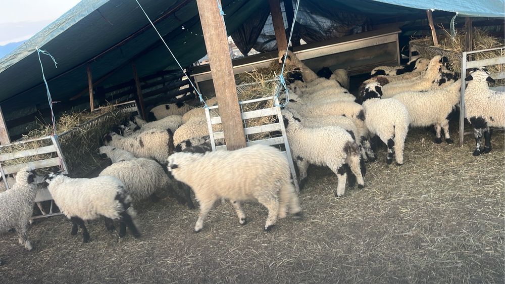 Miei de paste de vanzare