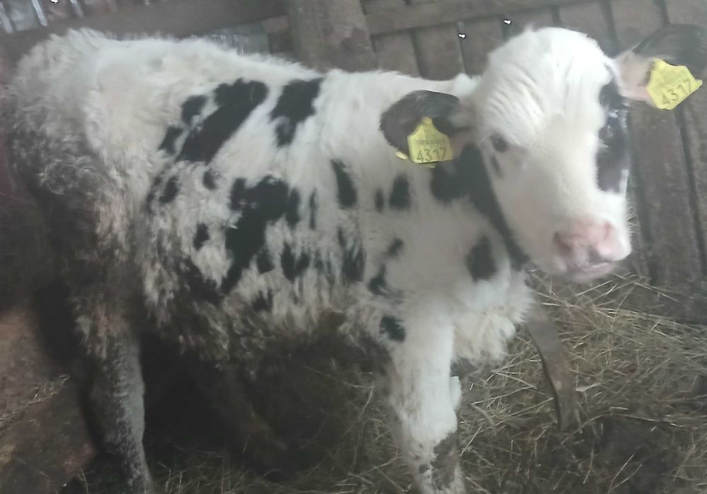 Vând vițel de 4 luni