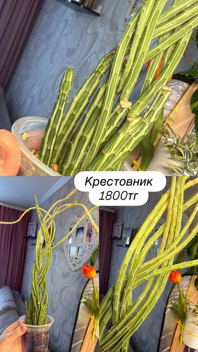 Суккуленты. Комнатные растения