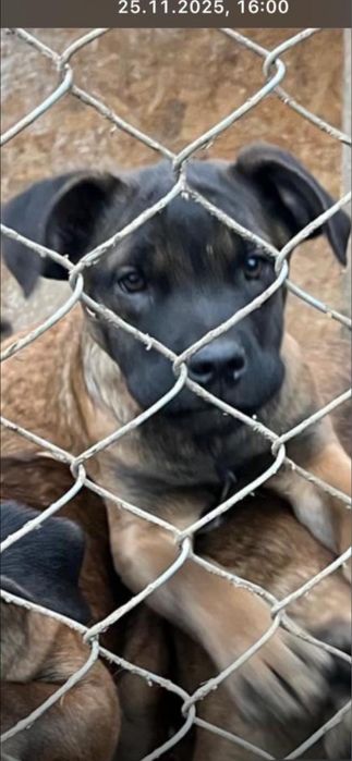 Pui catel malinois, ciobanesc belgian.
