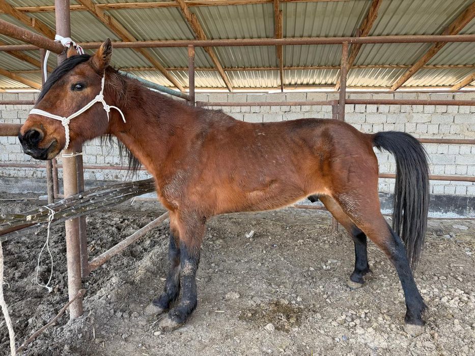 Мінгі торы Төбелі Жылқы