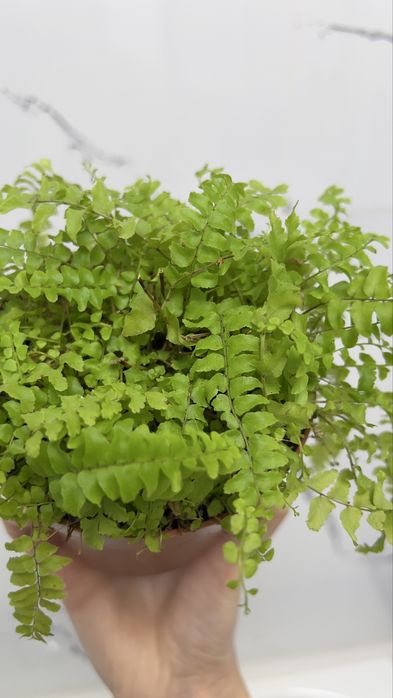 Папоротник Нефролепис Бостон