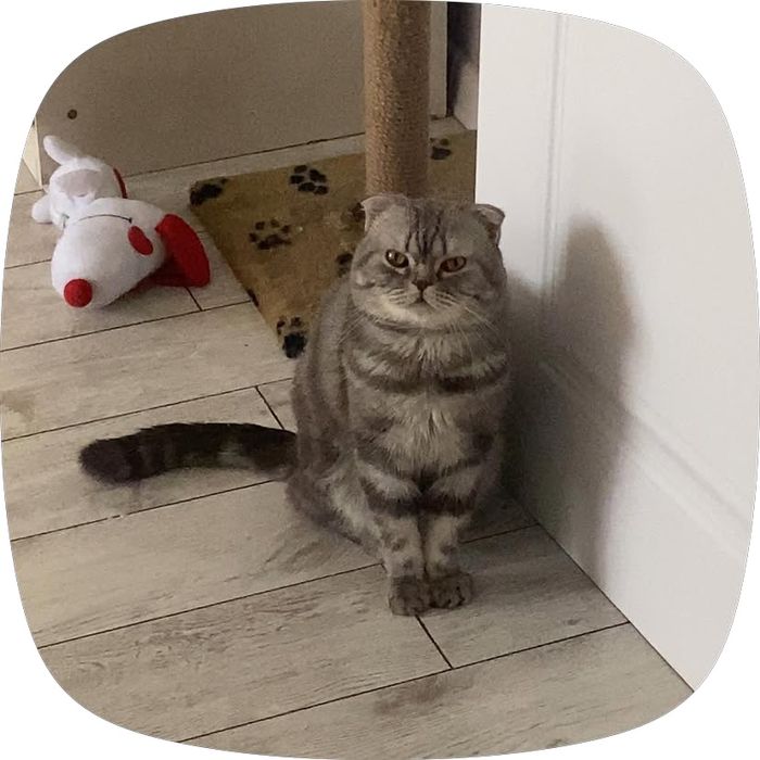 Отдаю кота в добрые руки