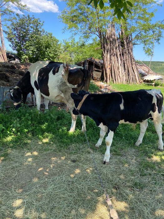 Disponibilă vacă holstain cu vitel, gestanta în 4 luni