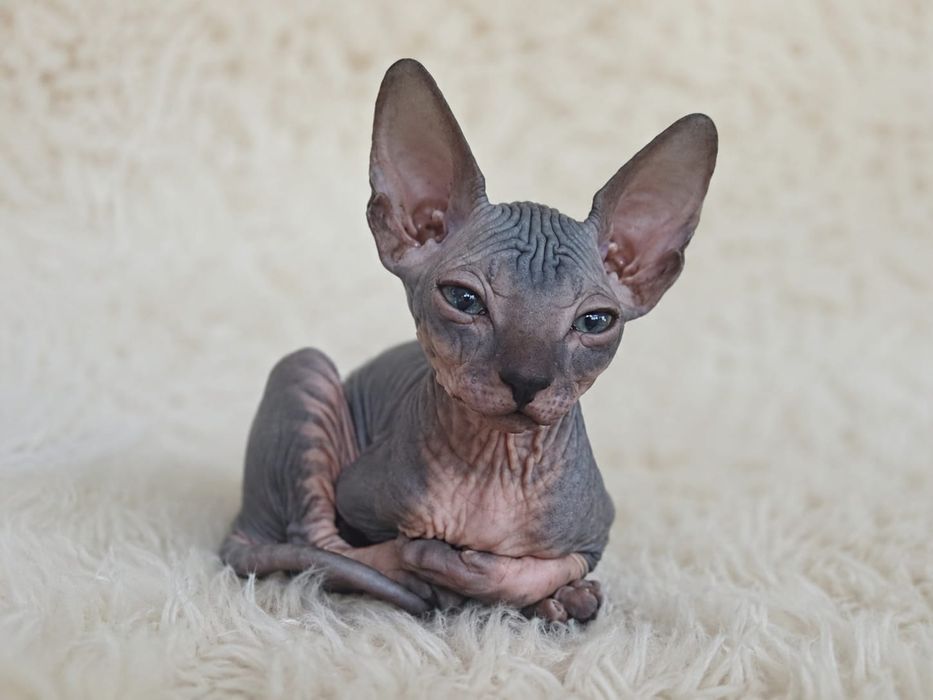 Сфинкс котенок девочка