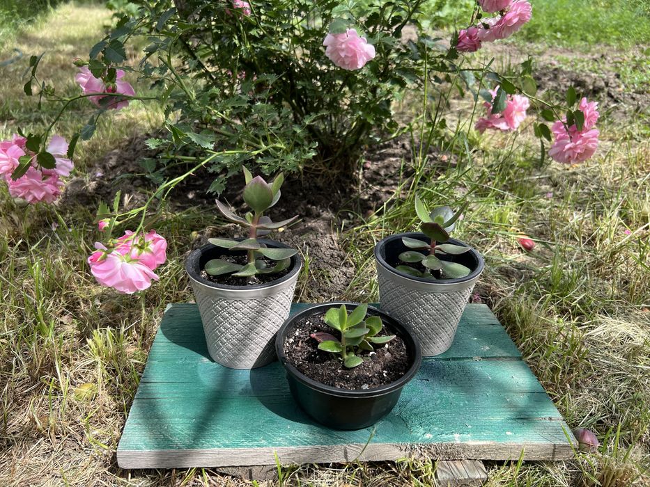 Денежное дерево крассула