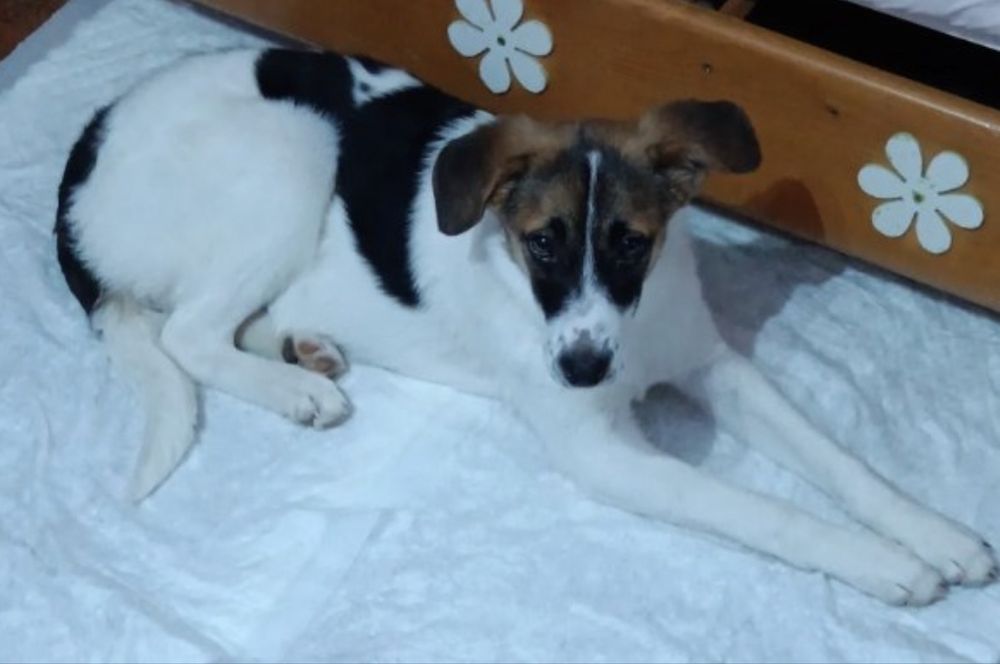 Подарявам куче момиче