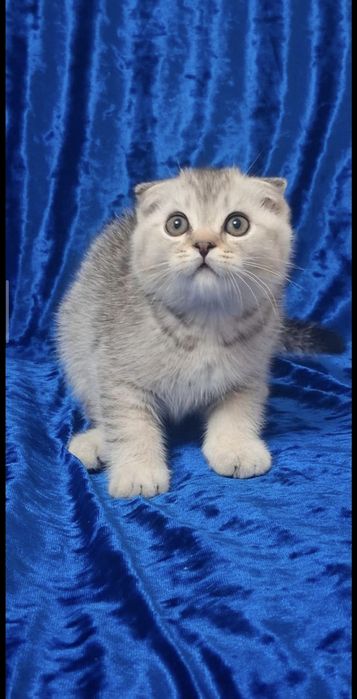 Шотландские котята фолды и страйты