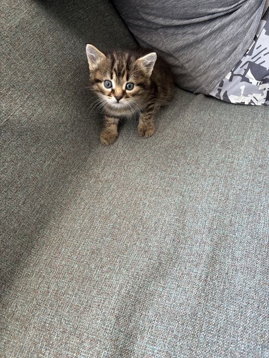 Бесплатно отдам котенка в доьрые руки