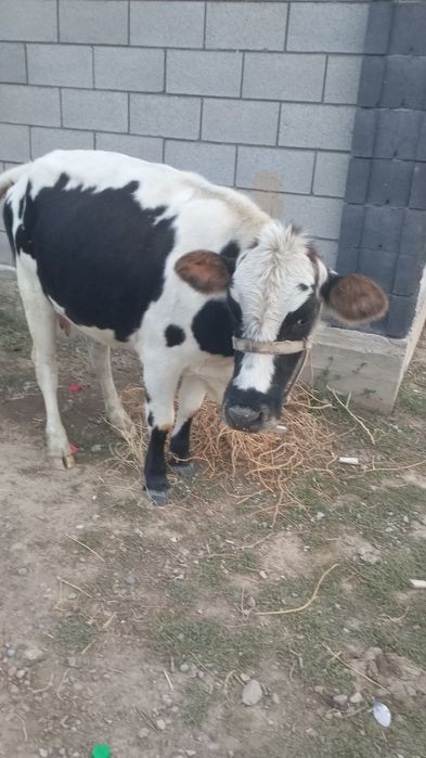 Корова домашние животные