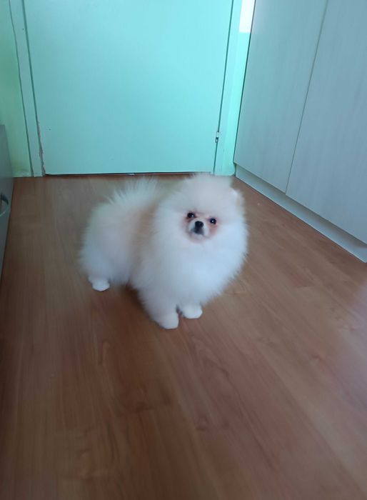 Померани Момчета с Родословие