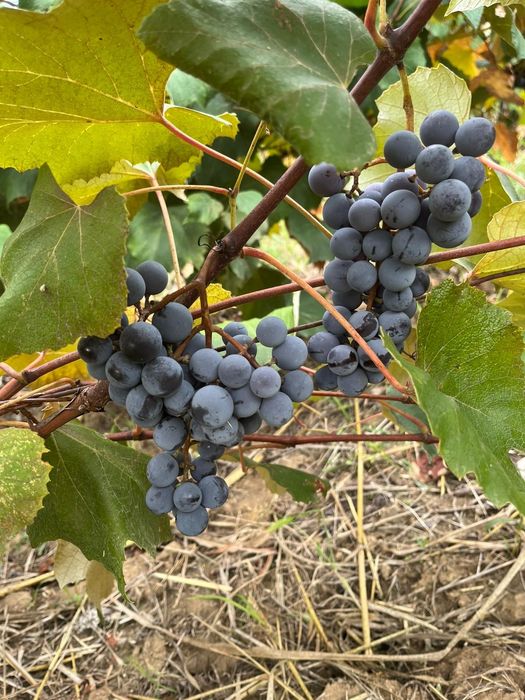 Producator, vand struguri capsunica + fraga alba