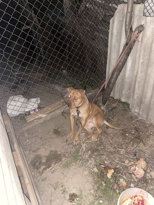 Продам суку пита