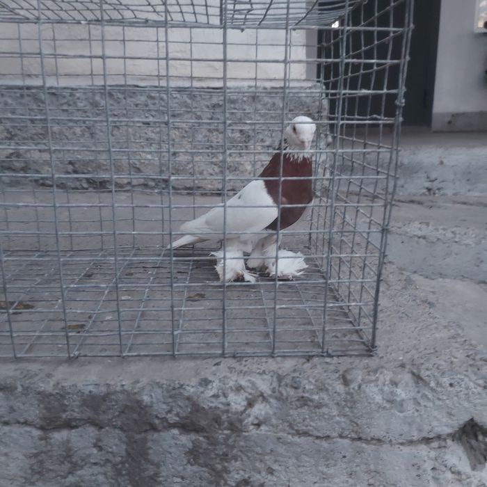 Капкан самец лет с игрой