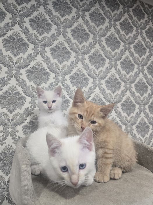 Отдадим котят в добрые руки