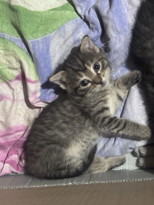 Продаются милые полосатые котята