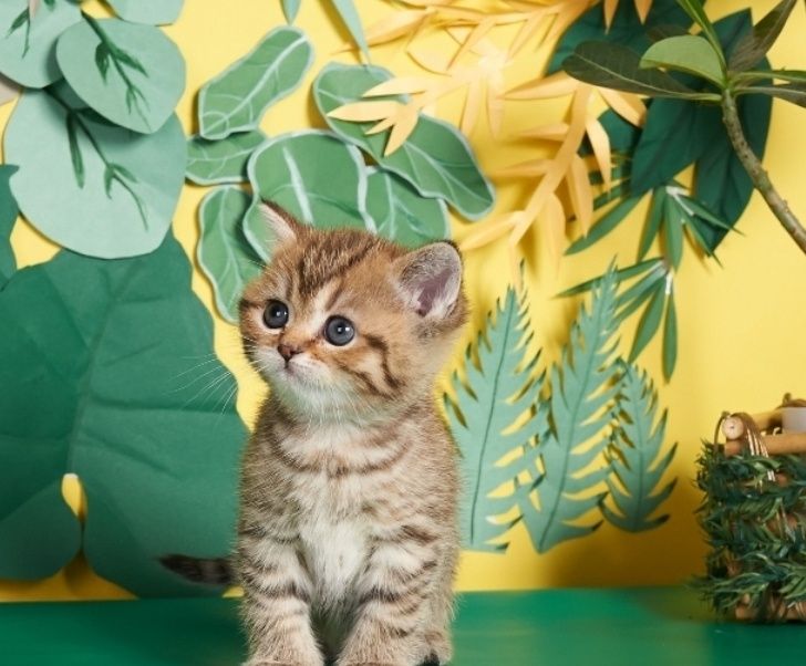 Котята шиншиллы вискас девочки и мальчики