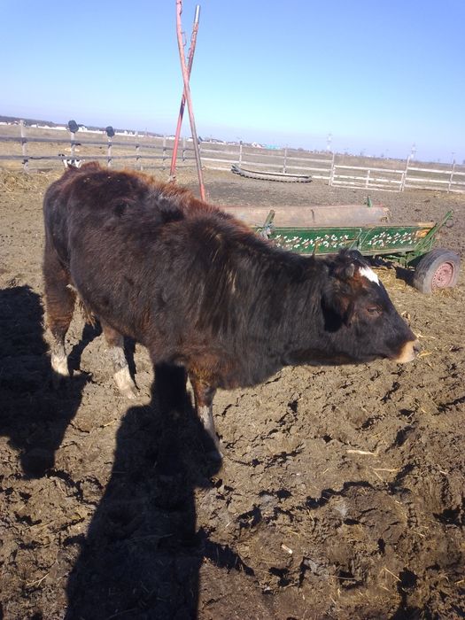 Vind  viteivirsta 8 luni