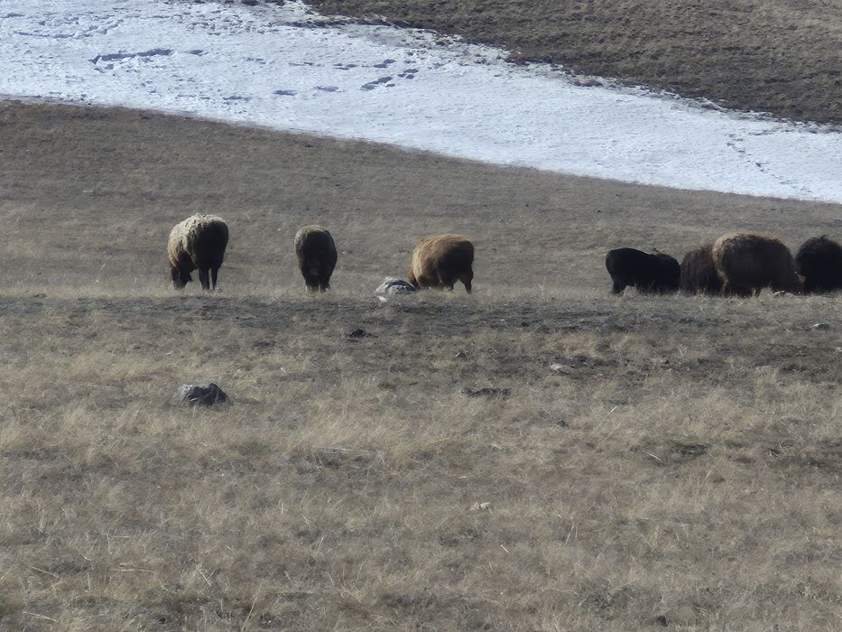Кой козлы сатылады