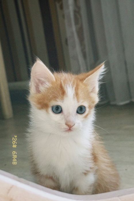 Раздаем котят бесплатно