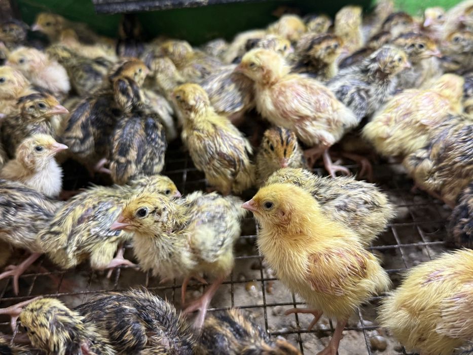 Перепела несушки недельные