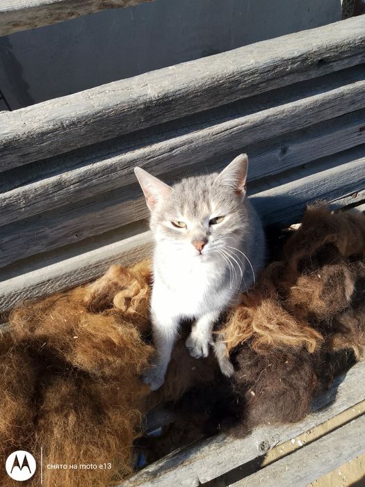 Кошка, ласковая, девочка