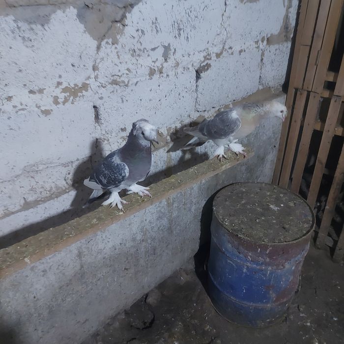 Тала насачуби двух чуби оба самец