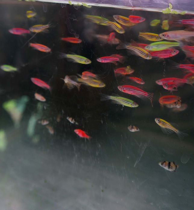 Рыбы: петушки , скалярии