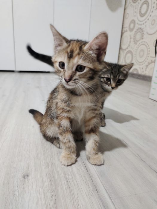 Отдам котят в хорошие руки