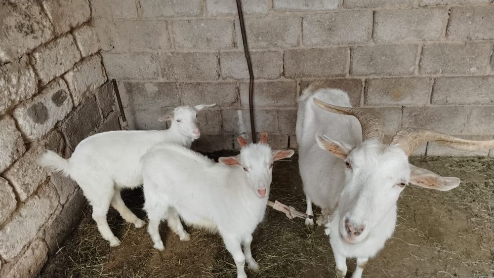 Сау ешкілер сүтті жас