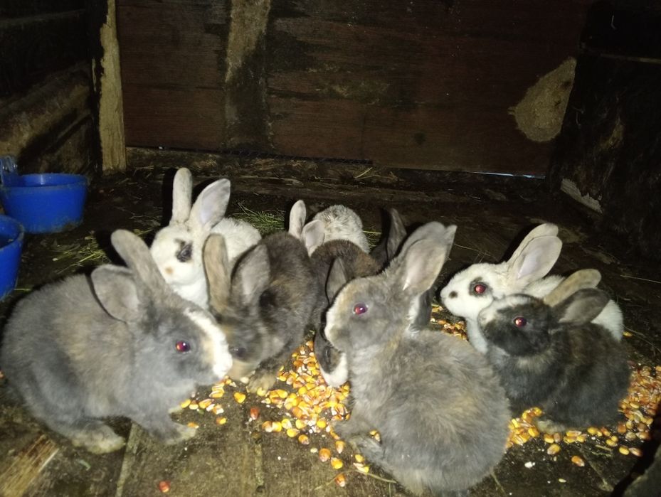 Vând iepurași rex tricolor