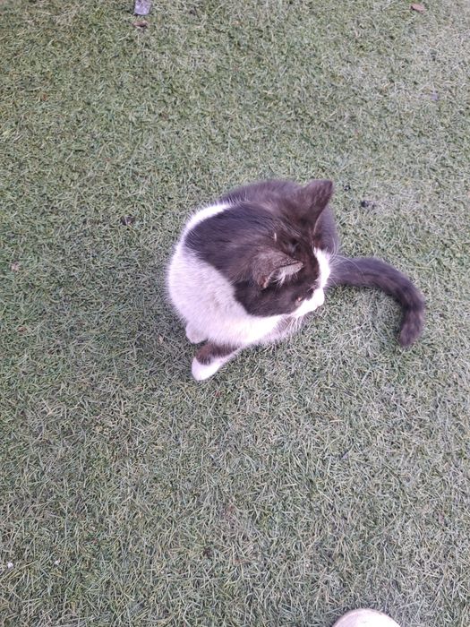 Кот в добрые руки