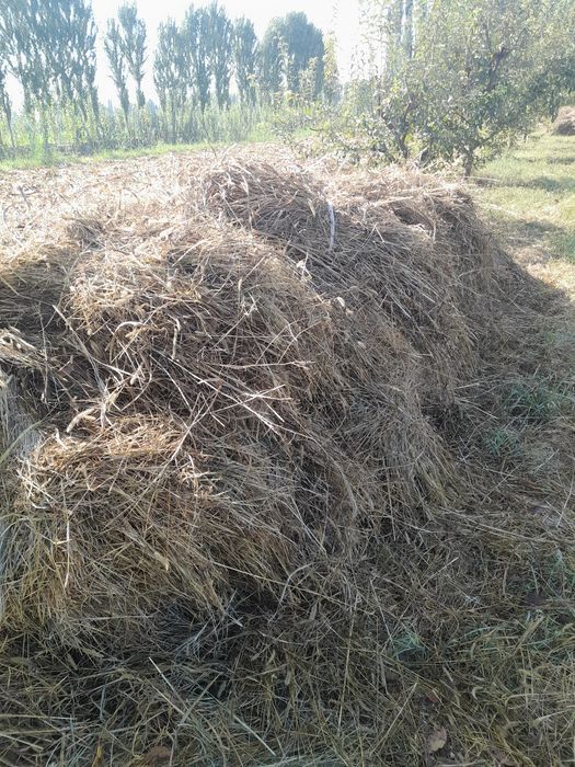 Makka poya baklari yirik o't aralash