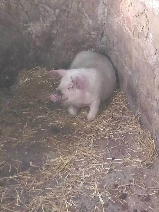 Прасе.                      .