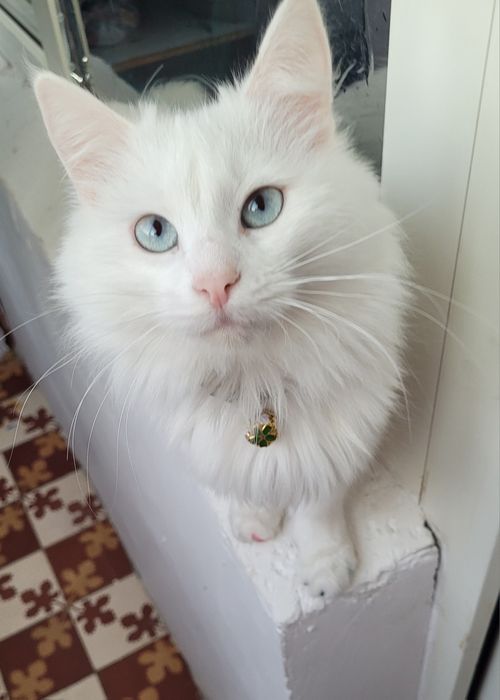 Вязка Кот Турецкого Ангора