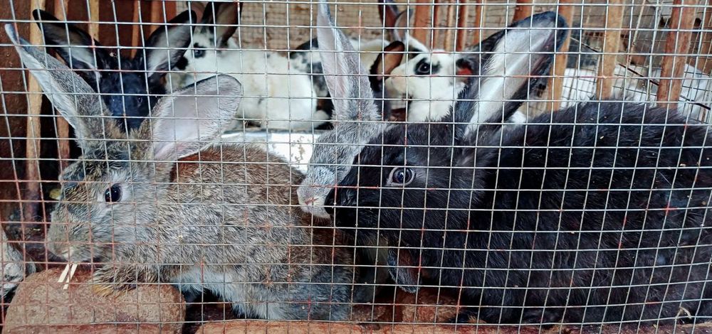 Flander[Zotdor Quyonlar]