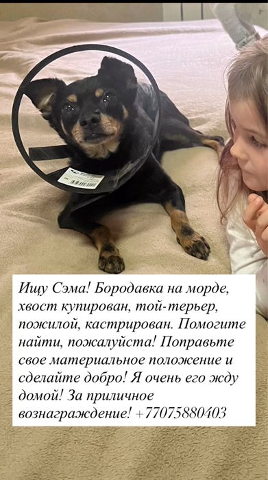 Пропал Сэм той-терьер