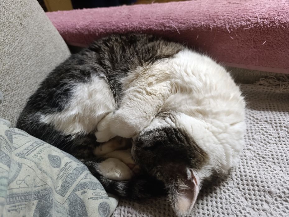 Отдаем кота в хорошие руки