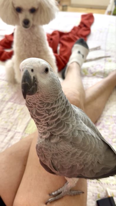Продам попугая Жако