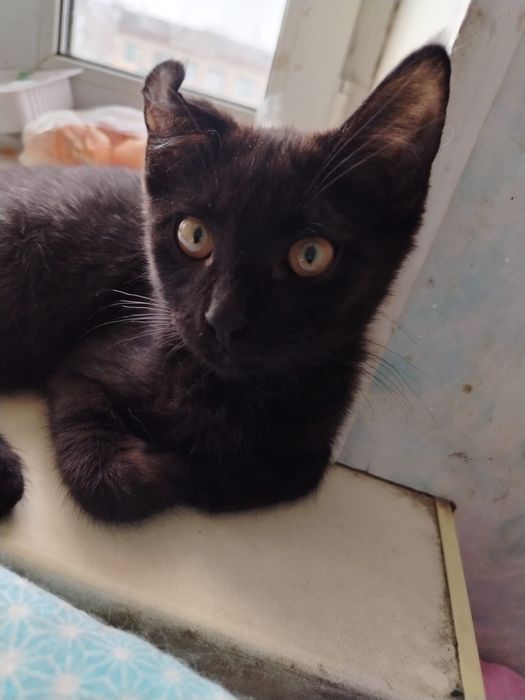 Котёнок ищет семью