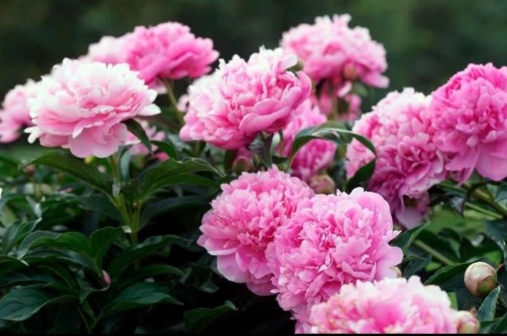 Цветы многолетнее