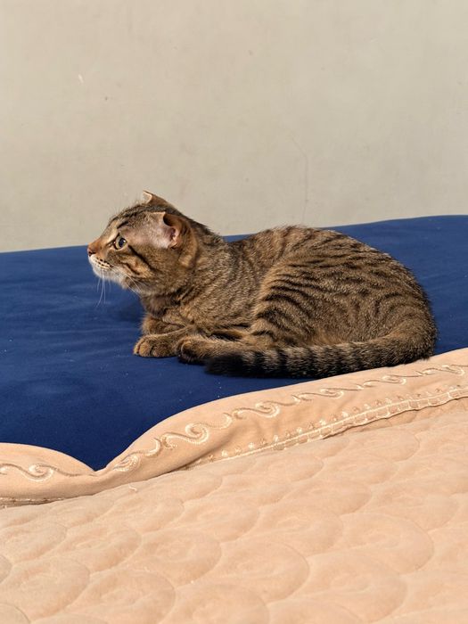 Котенок веслоухий!