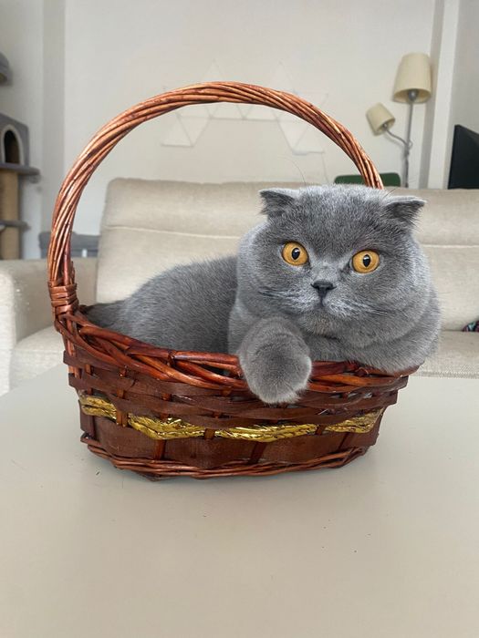 Pet sitter / Bonă pentru animale