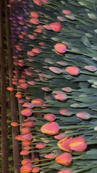 Продам тюльпаны оптом