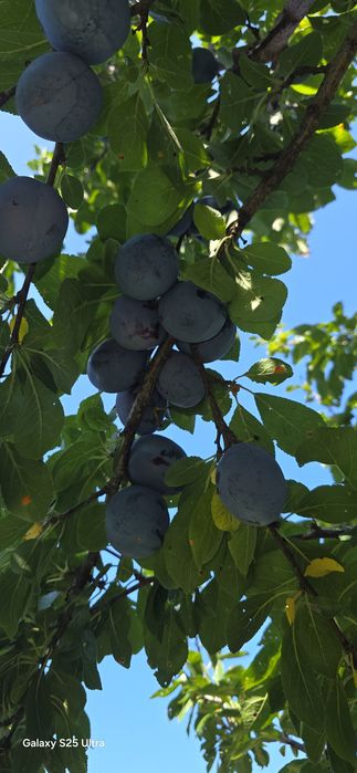 Prune pentru țuică sau dulceața