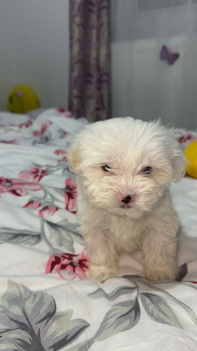 Pui de bichon havanez