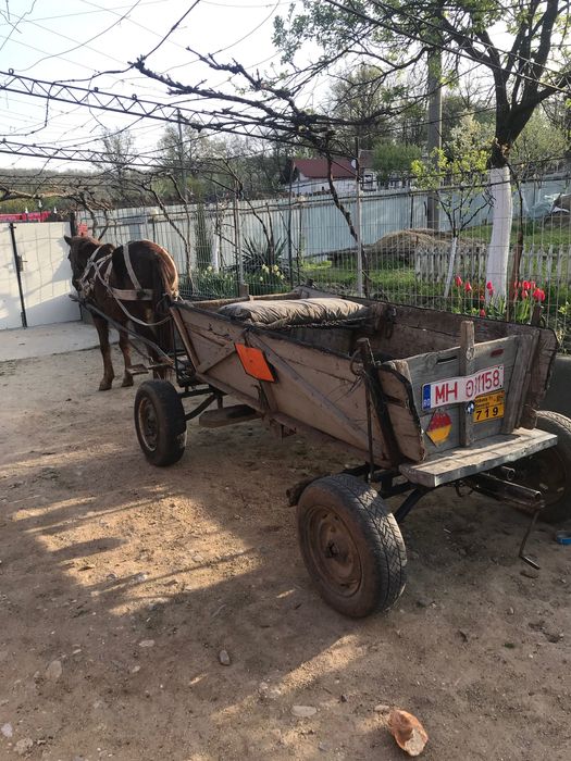 Căruță și cal de vanzare